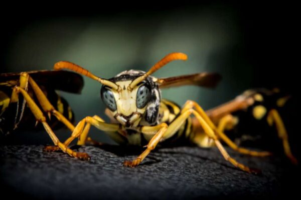 que mettre sur une piqûre de guêpe